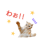 猫のあんずです(感情編)心の声が漏れました（個別スタンプ：5）