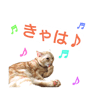 猫のあんずです(感情編)心の声が漏れました（個別スタンプ：7）