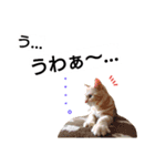 猫のあんずです(感情編)心の声が漏れました（個別スタンプ：9）