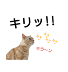 猫のあんずです(感情編)心の声が漏れました（個別スタンプ：11）