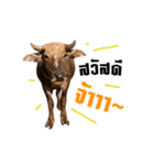 We R Buffalo！！（個別スタンプ：1）