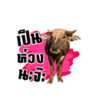 We R Buffalo！！（個別スタンプ：3）