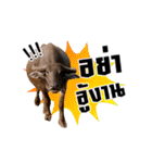 We R Buffalo！！（個別スタンプ：24）