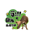 We R Buffalo！！（個別スタンプ：34）