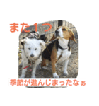 ビーグルとミニチュアシュナウザー（個別スタンプ：1）