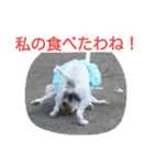 ビーグルとミニチュアシュナウザー（個別スタンプ：2）