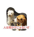 ビーグルとミニチュアシュナウザー（個別スタンプ：3）