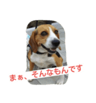 ビーグルとミニチュアシュナウザー（個別スタンプ：4）