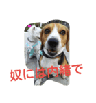 ビーグルとミニチュアシュナウザー（個別スタンプ：5）