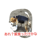 ビーグルとミニチュアシュナウザー（個別スタンプ：6）