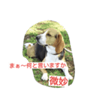 ビーグルとミニチュアシュナウザー（個別スタンプ：7）