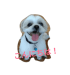 わんこ だぁ～い好き！（個別スタンプ：6）