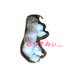 わんこ だぁ～い好き！（個別スタンプ：8）