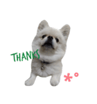 こはくすたんぷ《peki*chihua》（個別スタンプ：5）