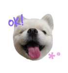 こはくすたんぷ《peki*chihua》（個別スタンプ：7）