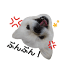 こはくすたんぷ《peki*chihua》（個別スタンプ：9）
