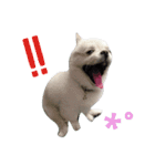 こはくすたんぷ《peki*chihua》（個別スタンプ：12）