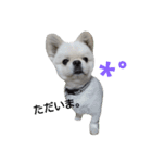 こはくすたんぷ《peki*chihua》（個別スタンプ：14）
