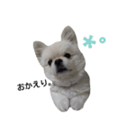 こはくすたんぷ《peki*chihua》（個別スタンプ：16）