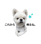 こはくすたんぷ《peki*chihua》（個別スタンプ：17）