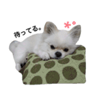 こはくすたんぷ《peki*chihua》（個別スタンプ：18）