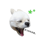 こはくすたんぷ《peki*chihua》（個別スタンプ：19）