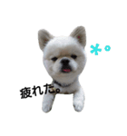 こはくすたんぷ《peki*chihua》（個別スタンプ：20）