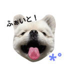 こはくすたんぷ《peki*chihua》（個別スタンプ：21）