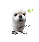 こはくすたんぷ《peki*chihua》（個別スタンプ：23）