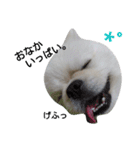 こはくすたんぷ《peki*chihua》（個別スタンプ：24）