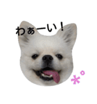 こはくすたんぷ《peki*chihua》（個別スタンプ：26）