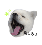 こはくすたんぷ《peki*chihua》（個別スタンプ：27）