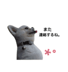 こはくすたんぷ《peki*chihua》（個別スタンプ：31）