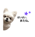 こはくすたんぷ《peki*chihua》（個別スタンプ：32）