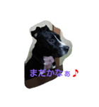 いぬきぶん（個別スタンプ：4）