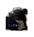 いぬきぶん（個別スタンプ：6）