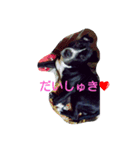 いぬきぶん（個別スタンプ：8）
