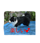 僕、リティアボーダーコリー（個別スタンプ：1）