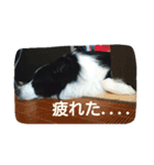 僕、リティアボーダーコリー（個別スタンプ：2）