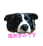 僕、リティアボーダーコリー（個別スタンプ：5）