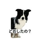 僕、リティアボーダーコリー（個別スタンプ：6）