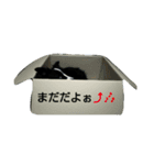 僕、リティアボーダーコリー（個別スタンプ：7）
