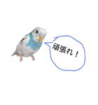 インコうさぎ（個別スタンプ：8）