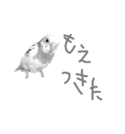 インコうさぎ（個別スタンプ：12）