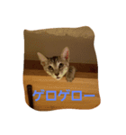 lapis and lazuli（個別スタンプ：2）