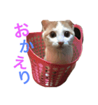 日常で使える猫スタンプ with mii（個別スタンプ：14）