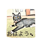 チュラ＆バットニャン vol.1（個別スタンプ：2）