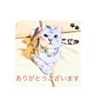 チュラ＆バットニャン vol.1（個別スタンプ：5）