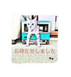 チュラ＆バットニャン vol.1（個別スタンプ：11）