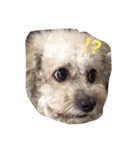 City Dog Marky（個別スタンプ：2）